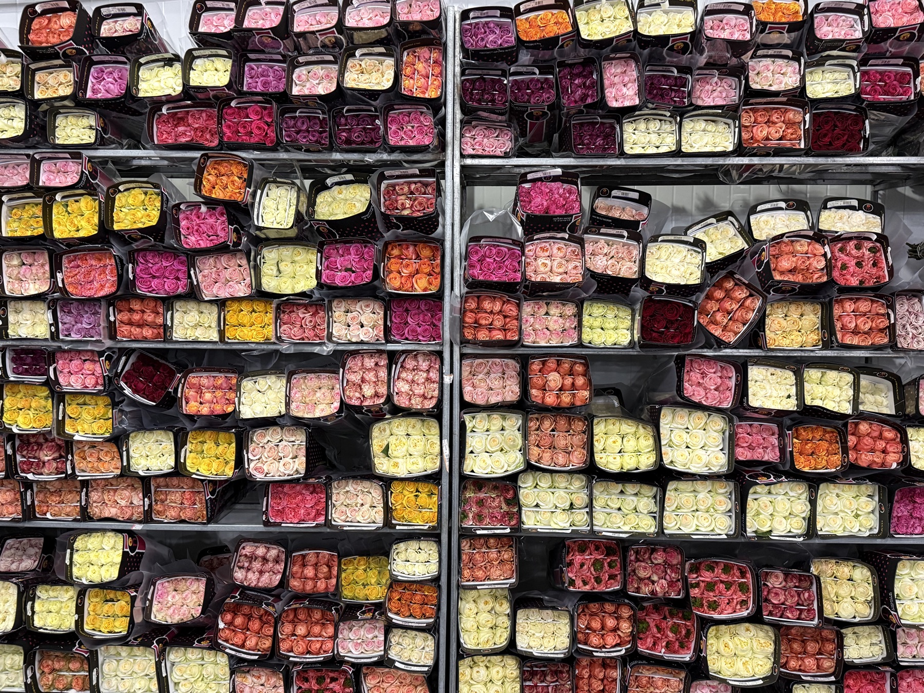 Crates of graded roses seen from above