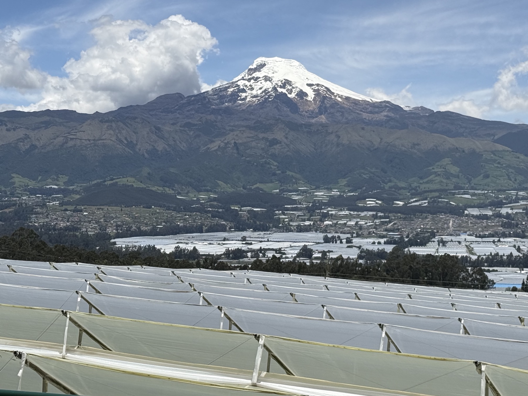 Greenhouses under the snow-capped Cayambe volcano