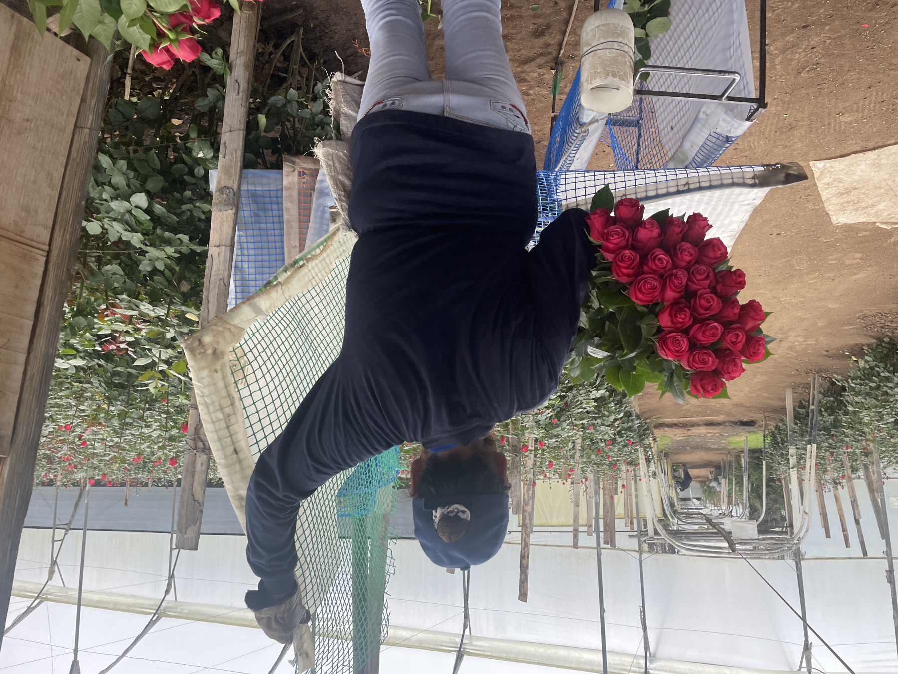 A worker carrying freshly cut roses down a greenhouse row