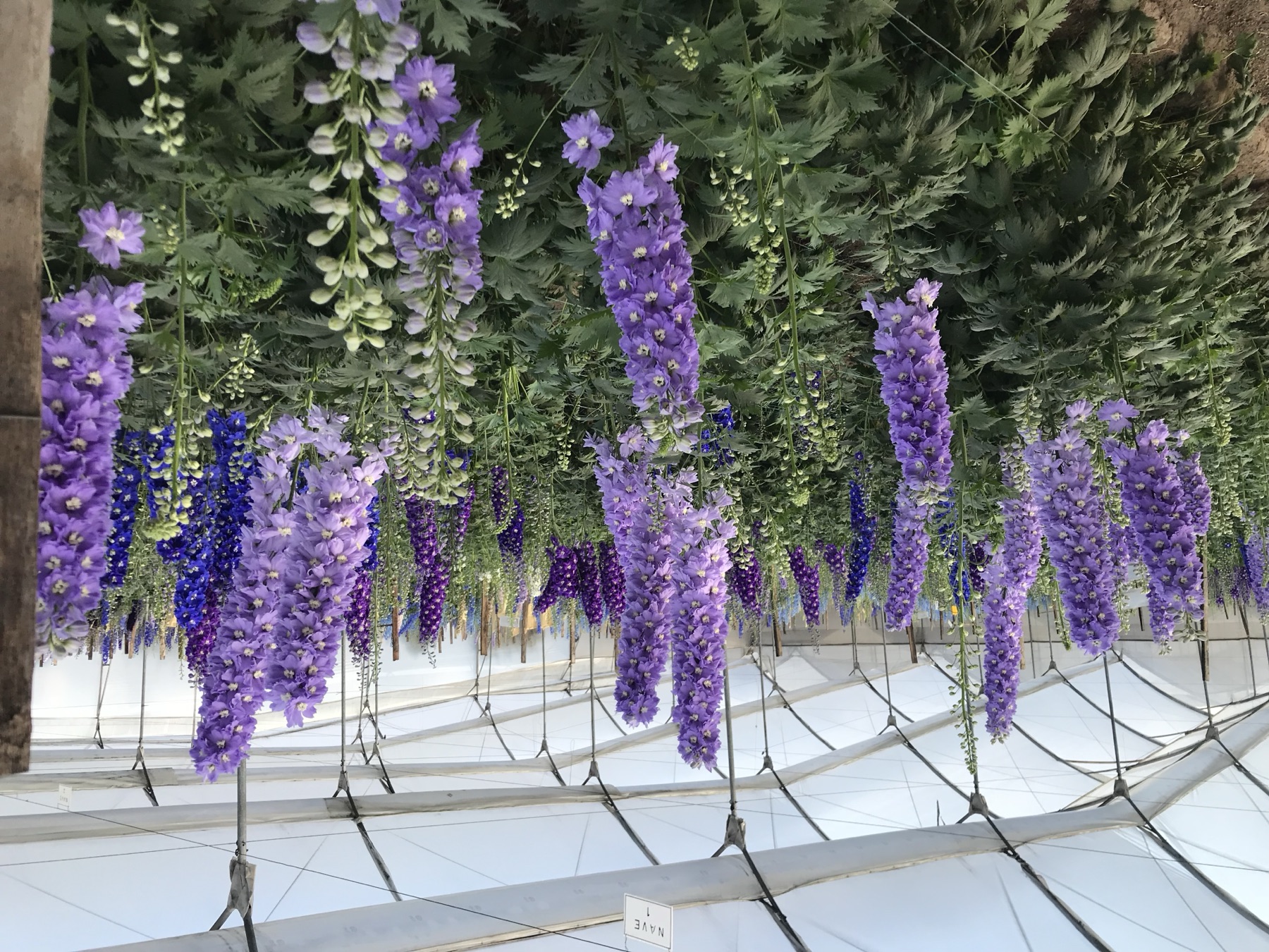 Delphinium growing in an Andean greenhouse