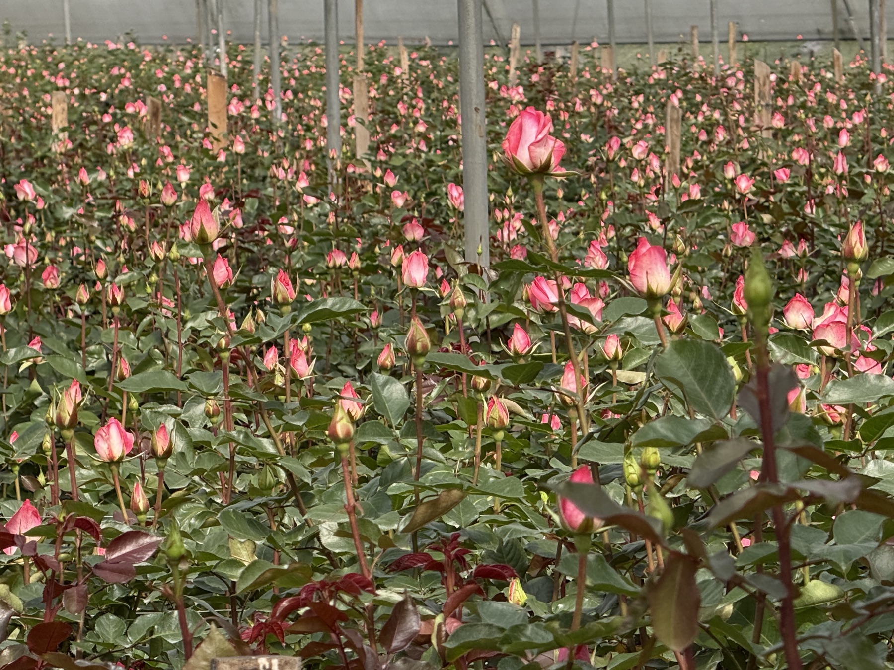 Rows of roses in an Andean greenhouse
